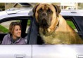 /album/pejskove/american-mastiff-289-5-jpg/