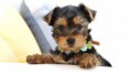 /album/pejskove/close-up-of-a-yorkshire-terrier-puppy-jpg/