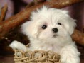 /album/pejskove/cute-puppy-puppies-15813268-1024-768-jpg/