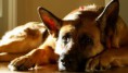 /album/pejskove/german-shepherd-wallpaper-1366x768-jpg/