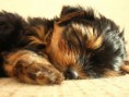 /album/pejskove/i-2-32030-yorkshireterrier-wp4-jpg/