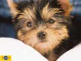 /album/pejskove/pedigree-yorkie-1024x768-jpg/