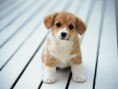 /album/pejskove/so-cute-puppies-14749028-1600-1200-jpg/