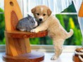 /album/pejskove/sweet-puppy-with-bunny-puppies-14749075-1600-1200-jpg/