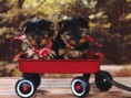 /album/pejskove/yorkshire-terrier-puppies-575x431-jpg/